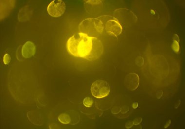 Bokeh ile soyut arkaplan