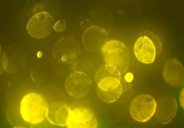 bokeh abstact arka plan ile galaksi