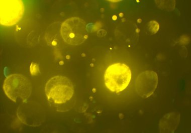 yeşil ve beyaz arkaplan