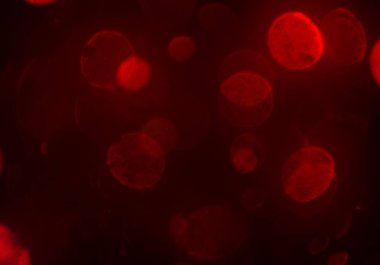 soyut kırmızı bokeh arkaplanı