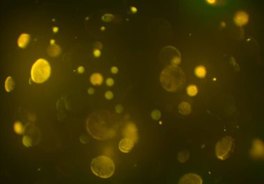 soyut bulanık bokeh arka plan, kopyalama alanı  