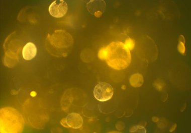 metin veya görüntü için alan ile bokeh arka plan