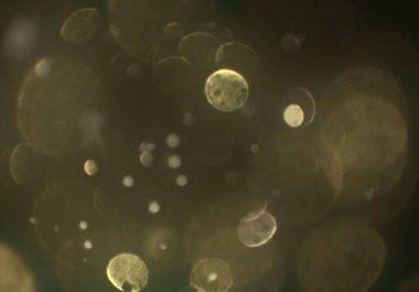 metin veya görüntü için alan ile bokeh arka plan