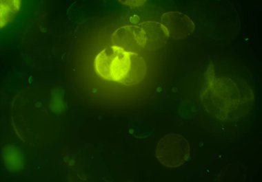 Bokeh ile soyut arkaplan