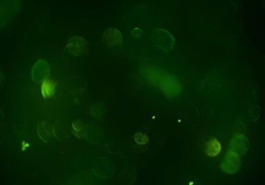 metin veya görüntü için alan ile bokeh arka plan