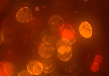 Bokeh ile soyut arkaplan