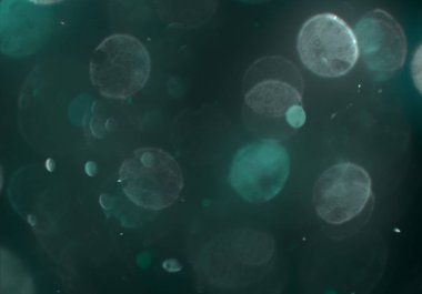 parlak bokeh ışıkları ile dijital duvar kağıdı 