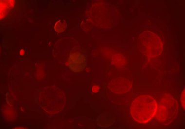 soyut kırmızı bokeh arkaplanı