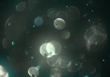 metin veya görüntü için alan ile bokeh arka plan