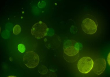 bokeh ile sanat soyut arka plan 