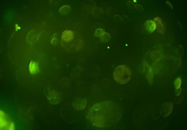 metin veya görüntü için alan ile bokeh arka plan