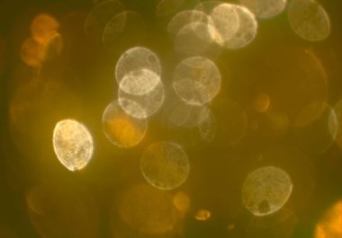 bokeh ile sanat soyut arka plan 