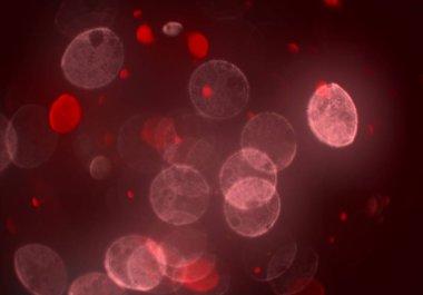 bokeh ile sanat soyut arka plan 