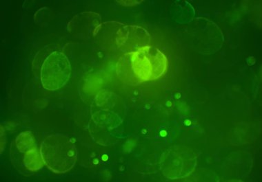 bokeh ve metin için alan ile soyut duvar kağıdı