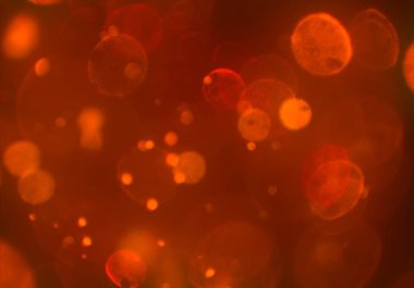 parlak bokeh ışıkları ile dijital duvar kağıdı 