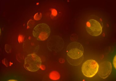 bokeh ile sanat soyut arka plan 