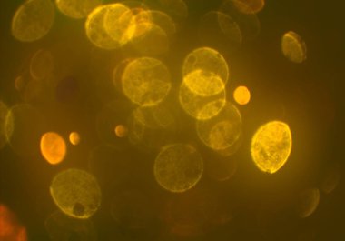 metin veya görüntü için alan ile bokeh arka plan