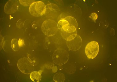 bokeh ile sanat soyut arka plan 