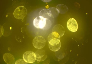 Bokeh ile soyut arkaplan