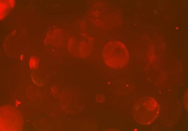 bokeh ve metin için alan ile soyut duvar kağıdı