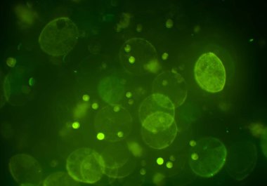 bokeh abstact arka plan ile galaksi