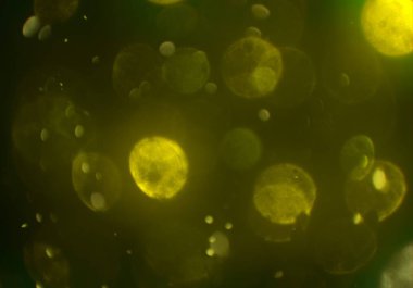 parlak bokeh ışıkları ile dijital duvar kağıdı 