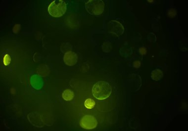 soyut yeşil bokeh arkaplanı