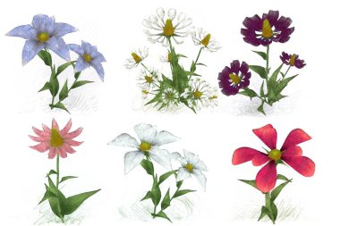 Beyaz arkaplanda çiçekler