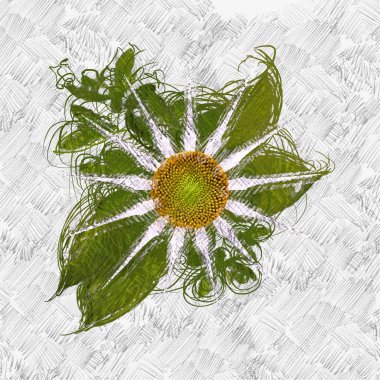 Beyaz arkaplanda güzel çiçekler