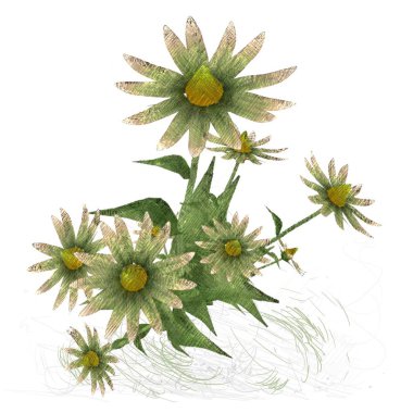 Beyaz arkaplanda güzel çiçekler