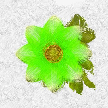 Beyaz arkaplanda kırmızı gül