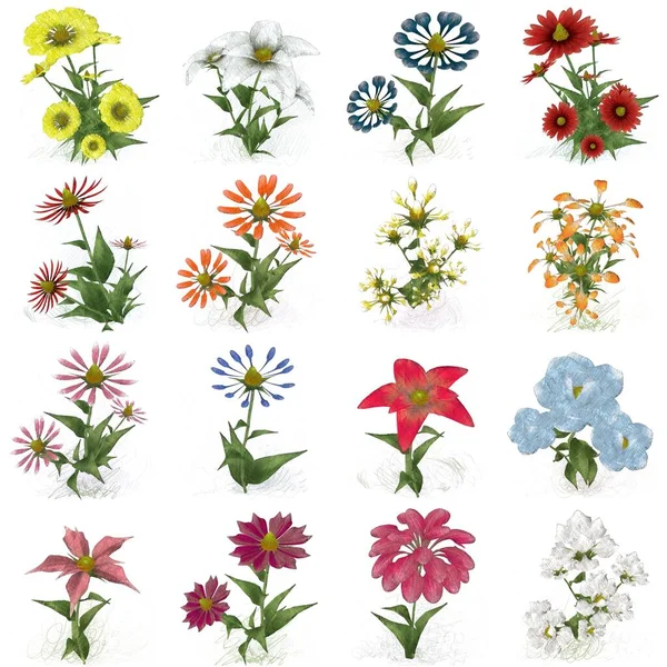 Akwarela Kwiaty Izolowane Białym Tle — Zdjęcie stockowe