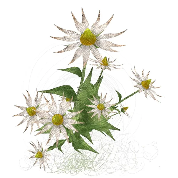 Gyönyörű Virágok Fehér Háttér — Stock Fotó