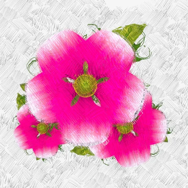 Розовые Цветы Белом Фоне — стоковое фото