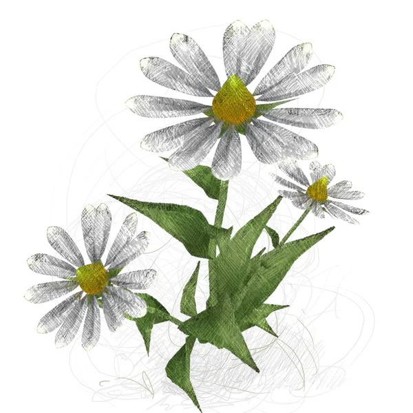 Gyönyörű Virágok Fehér Háttér — Stock Fotó