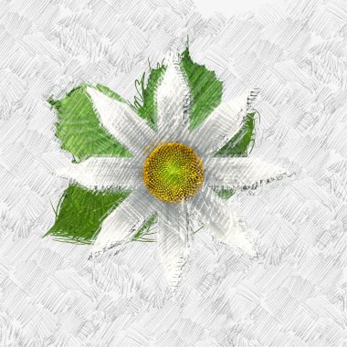 Beyaz arkaplanda çiçek