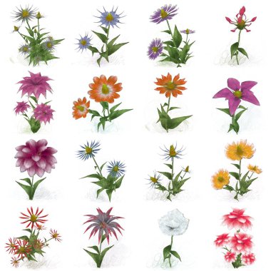 Beyaz arkaplanda izole edilmiş suluboya çiçekleri