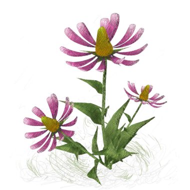 beyaz arka plan üzerinde çiçek çiçekleri