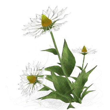 Beyaz arkaplanda izole edilmiş suluboya çiçekleri