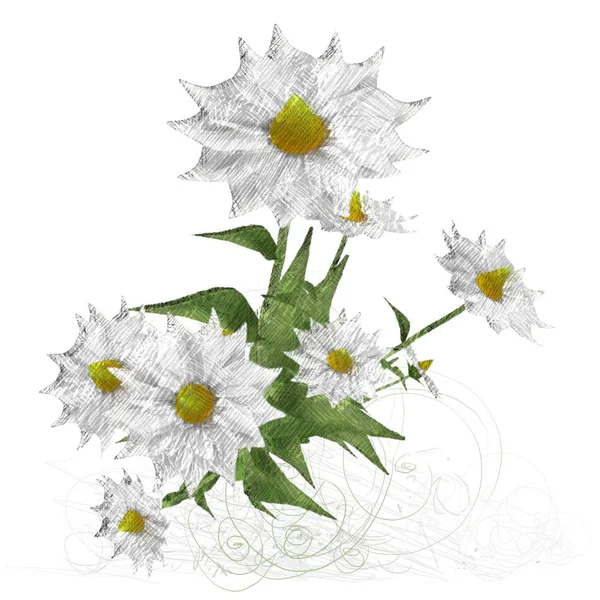 Όμορφα Λουλούδια Λευκό Φόντο — Φωτογραφία Αρχείου