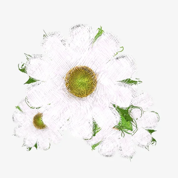 新鮮な花を白で隔離 — ストック写真