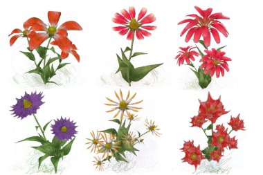 Beyaz arkaplanda izole edilmiş suluboya çiçekleri