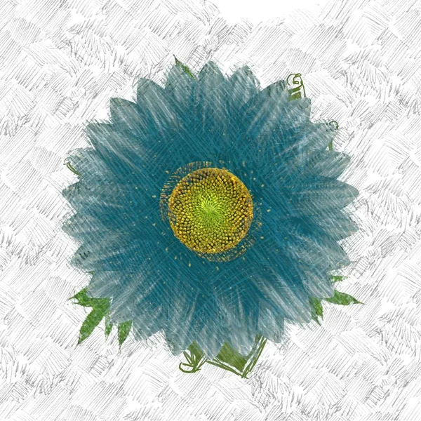 Girasole Sfondo Bianco — Foto Stock