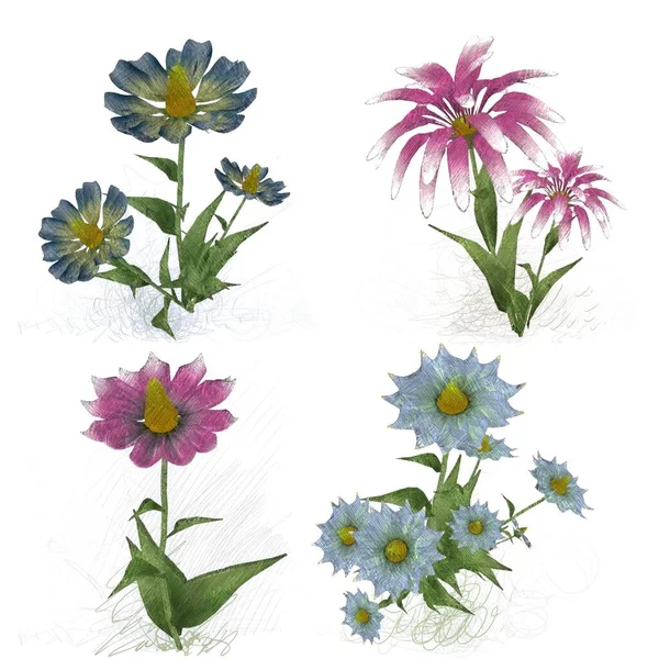 Watercolor Flowers Isolated White Background — Stock Photo, Image