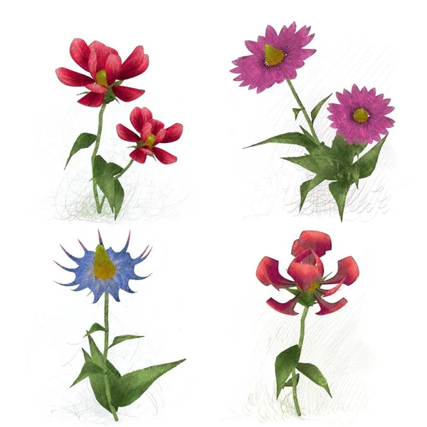 Beautiful Flowers White Background — Stock Photo, Image