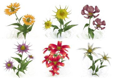 Beyaz arkaplanda izole edilmiş suluboya çiçekleri