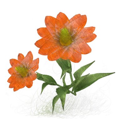 Beyaz arkaplanda güzel çiçekler 