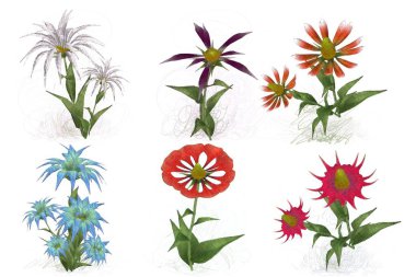 Beyaz arkaplanda izole edilmiş suluboya çiçekleri