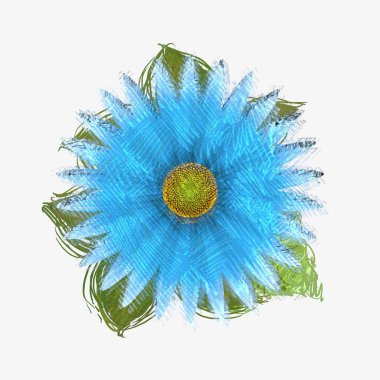 beyaz arkaplanda ayçiçeği