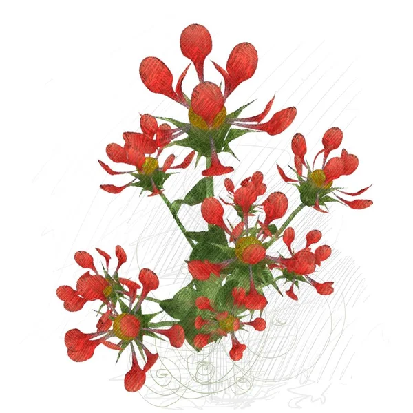 Czerwone Kwiaty Białym Tle — Zdjęcie stockowe
